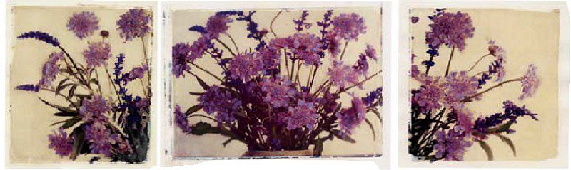 Purple Flowers on tan